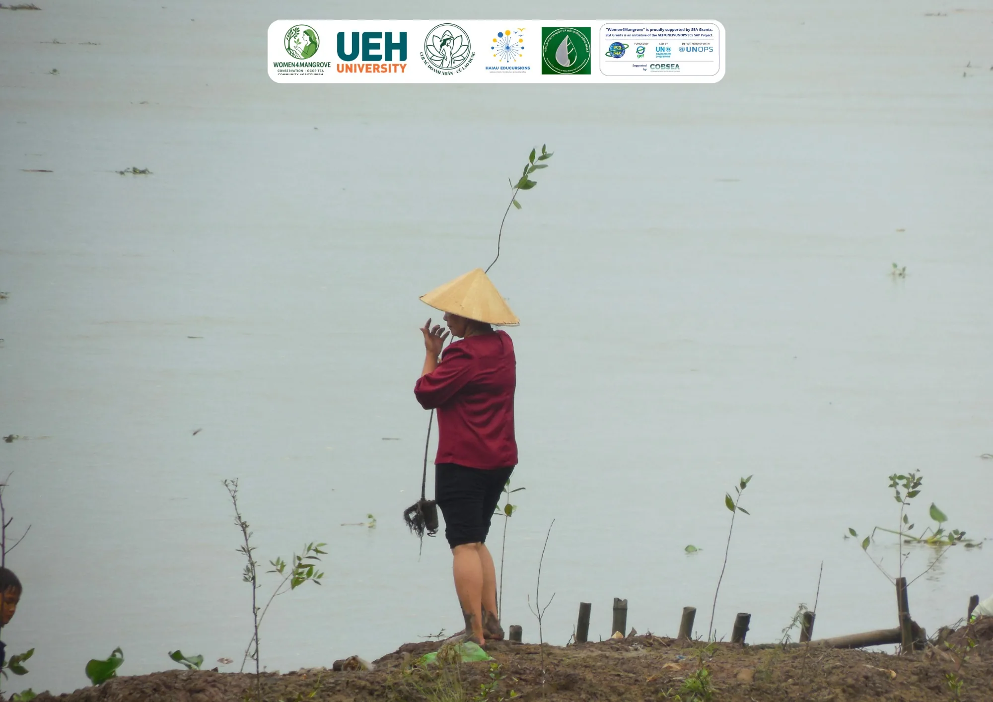 A local woman planting a mangrove apple tree on an eroded riverbank to protect the land in Cu Lao Dung